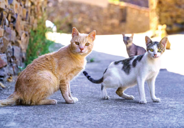 Three outdoor community cats looking at the camera